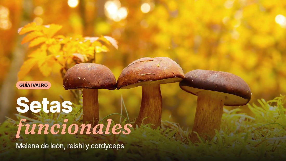 Setas en el suelo de un bosque, portada de la guía de setas funcionales
